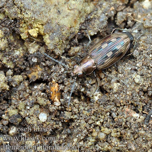 Odontium litorale Bembidion Sølvplettet glansløber Flussauen-Ahlenläufer