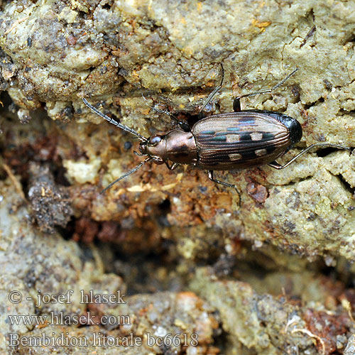 Flussauen-Ahlenläufer Odontium litorale Bembidion Sølvplettet glansløber