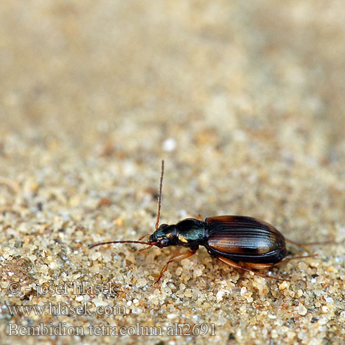 Bembidion tetracolum Peryphus Ocydromus tetracolus