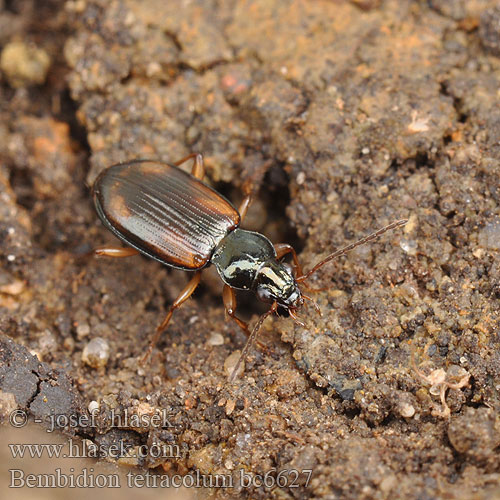 Ocydromus tetracolus Schieffleckiger Ahlenläufer