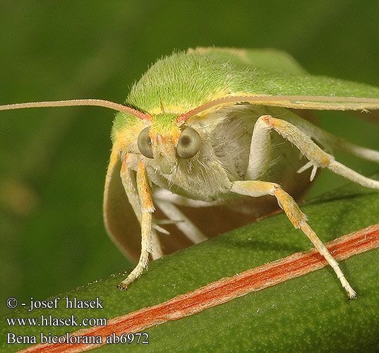 Scarce Silver-lines Zelenka dubová Großer Kahnspinner