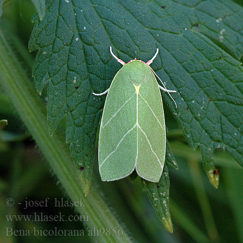 Zeleněnka dubová Scarce Silver-lines Zelenka dubová