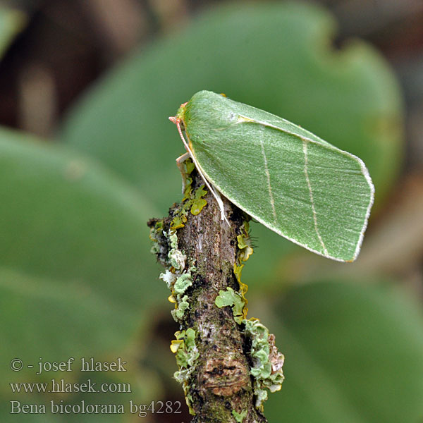 Scarce Silver-lines Zelenka dubová Großer Kahnspinner