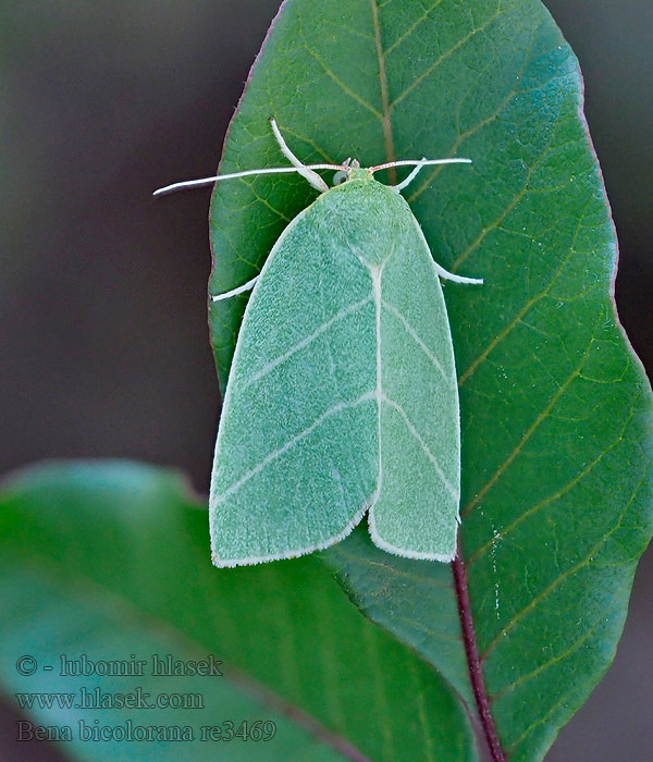 Pseudoips fagana Zeleněnka dubová Scarce Silver-lines Bena bicolorana