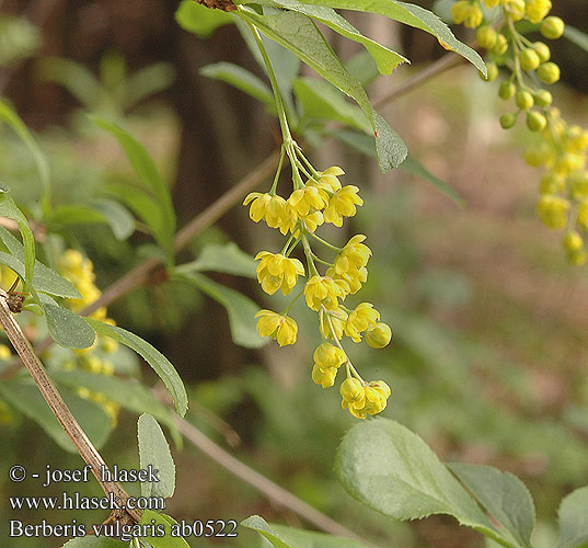 Berberis vulgaris Almindelig Berberis Berberis vulgari