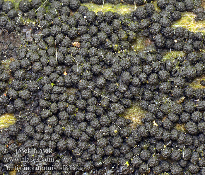 Bertia moriformis Sphaeria claviformis Psilosphaeria Morušovka bradavčitá Maulbeer-Kugelpilz Wood Mulberry Bercia buková Knölgömming