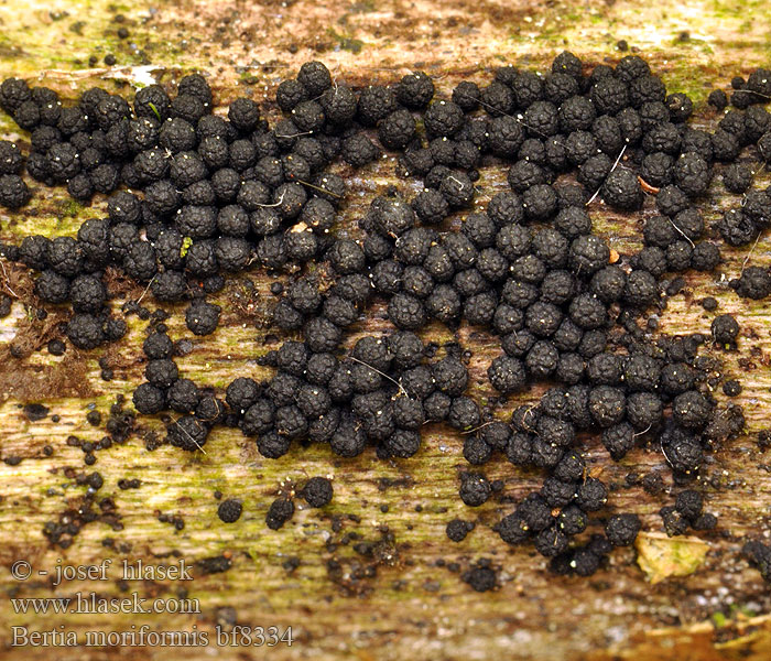 Morušovka bradavčitá Maulbeer-Kugelpilz Wood Mulberry Bercia buková Knölgömming Bertia moriformis Sphaeria claviformis Psilosphaeria