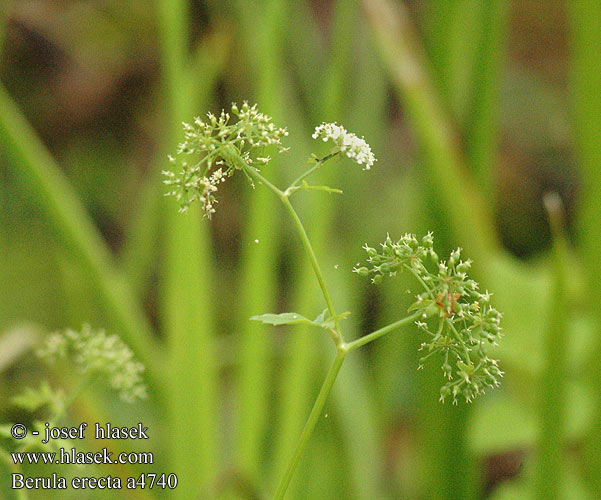 Scarce Silver-lines Berula erecta