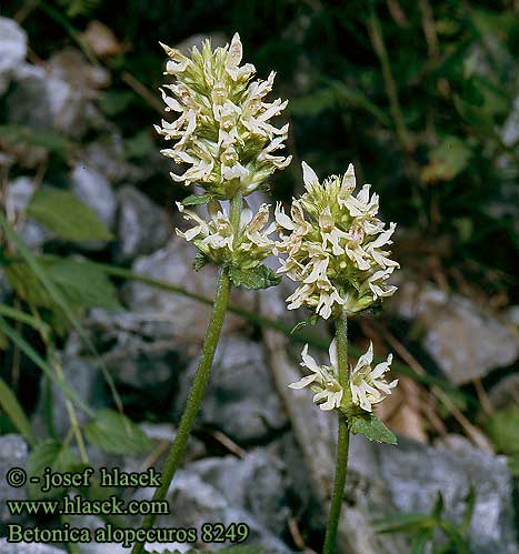 Betonica alopecuros Stachys Queue Renard Yellow Betony Stregona bianca