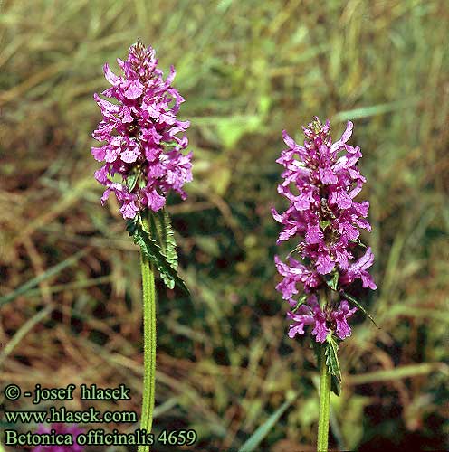 Betonica officinalis Betony Betonie Rohtopähkamö Bétoine Bakfű