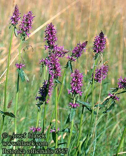 Betonica officinalis Bétoine Bakfű Heil-Ziest