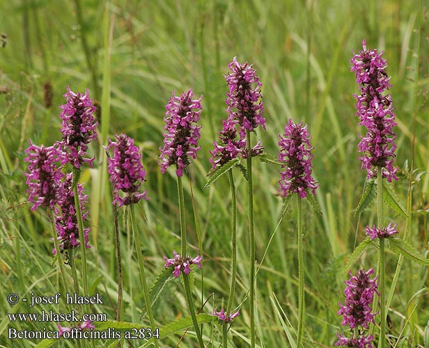 Betonica officinalis Bukwica zwyczajna lekarska Betonika lekárska