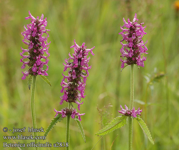 Betonica officinalis bukvice lékařská Läkebetonika Stachys