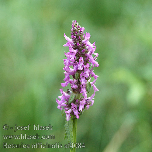 Betonica officinalis Stachys Betony Betonie Rohtopähkamö