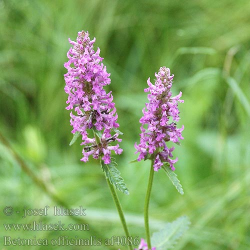 Betonica officinalis Bukvice lékařská Läkebetonika Буквица лекарственная