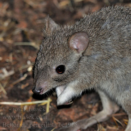 Bettongia penicillata Klokánek králíkovitý Brush-tailed Bettong