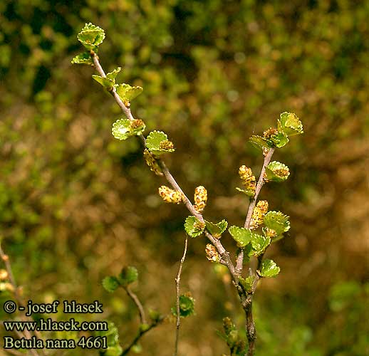 Betula nana Dwarf Birch Dvargbirk Vaivaiskoivu Le Bouleau nain