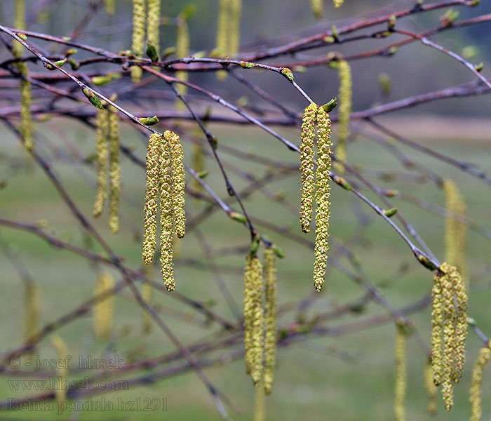 Бяла бреза Bříza bělokorá Vorte-Birk Silver Birch Betula pendula