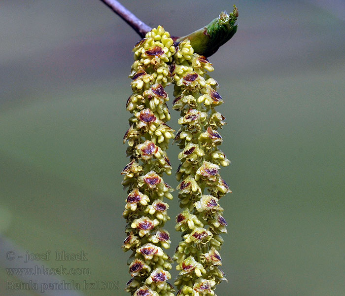 Breza previsnutá Vårtbjörk Adi Birch tree Betula pendula