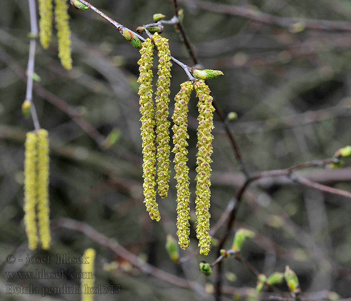 Sandbirke Abedul Betula alba Betula pendula