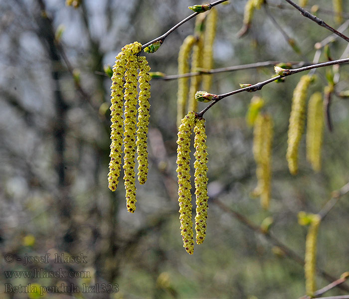 Betula pendula