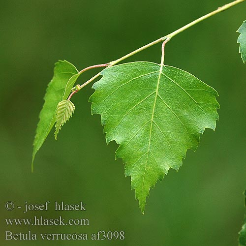 Betula verrucosa af3098