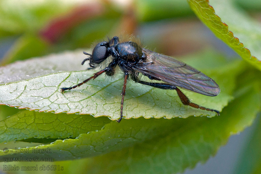 Muchnice březnová Märzfliege Муха чёрная Bibio marci