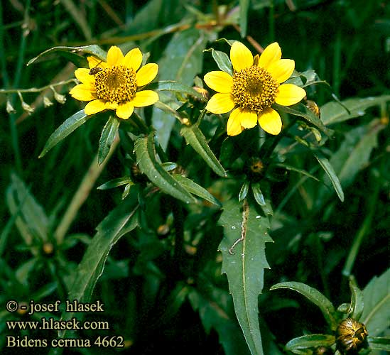 Bidens cernua Nodding Bur Marigold Nikkende Brøndsel Nuokkurusokki