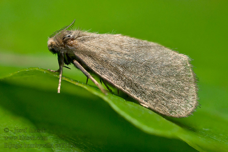 Alkonyati zsákhordó lepke Bijugis bombycella