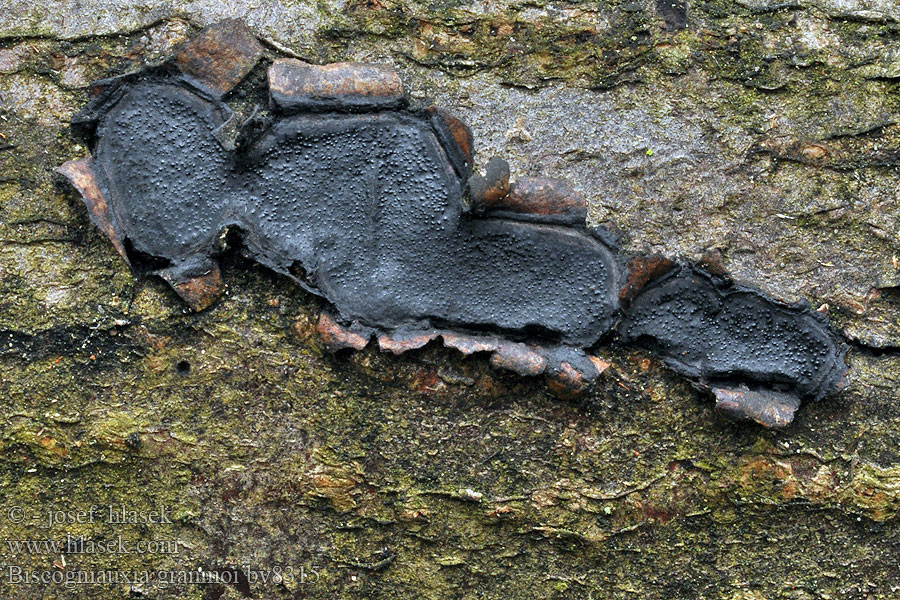 Biscogniauxia granmoi