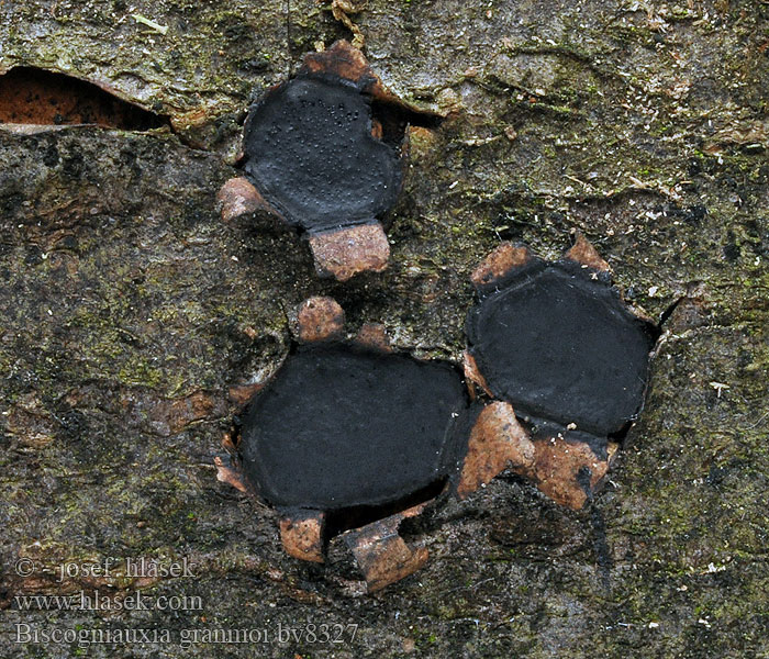 Biscogniauxia granmoi Rindenkugelpilze