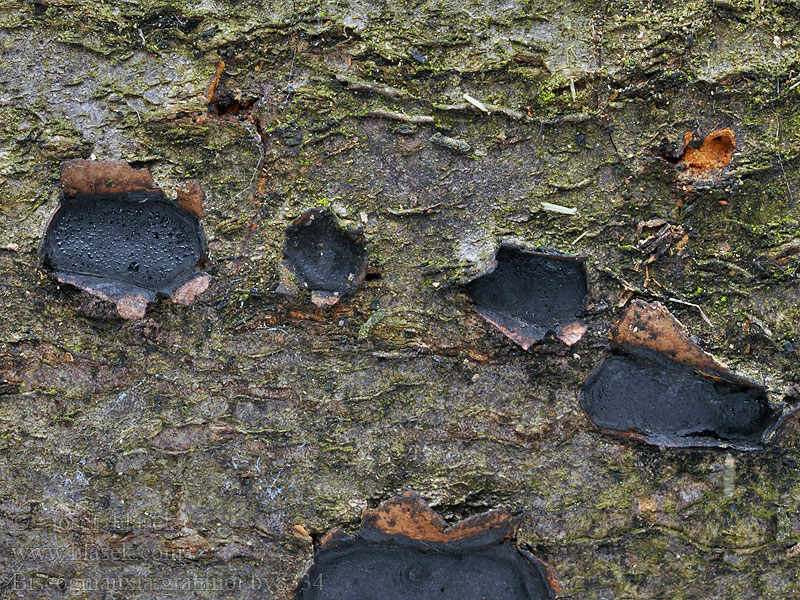 Káčovka střemchová Biscogniauxia granmoi