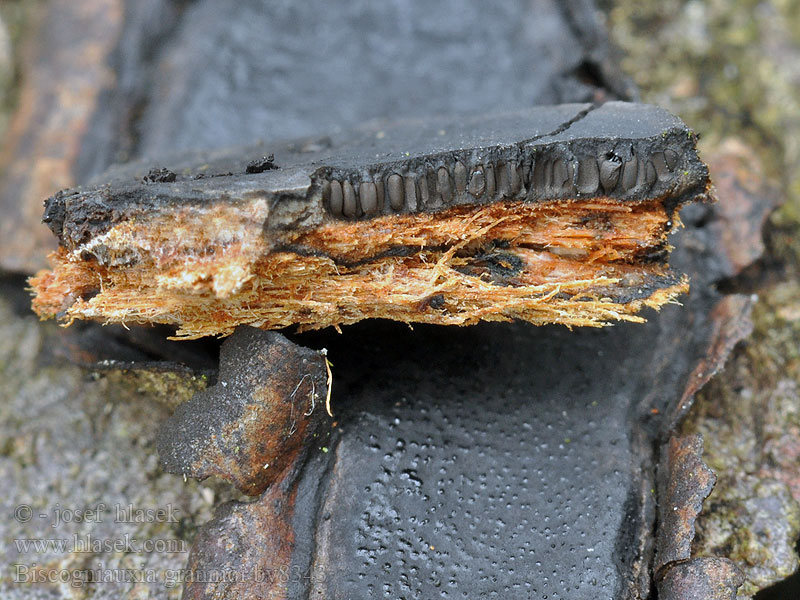 Káčovka střemchová Rindenkugelpilze Biscogniauxia granmoi