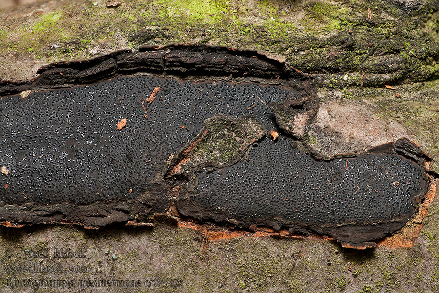 Biscogniauxia mediterranea Hypoxylon Káčovka středomořská jižní