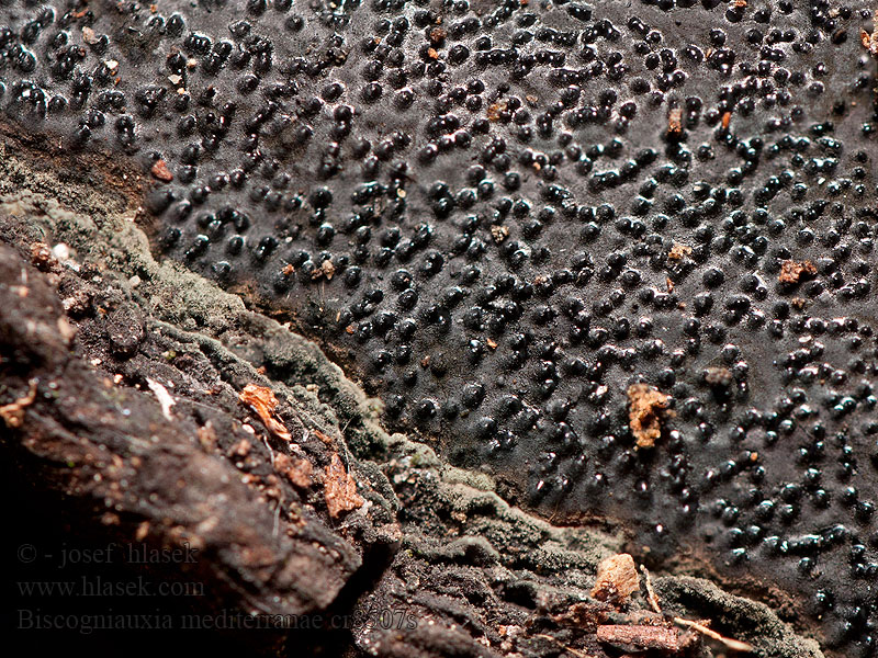 Biscogniauxia mediterranea Südliche Rindenkugelpilz Kohlenbeere