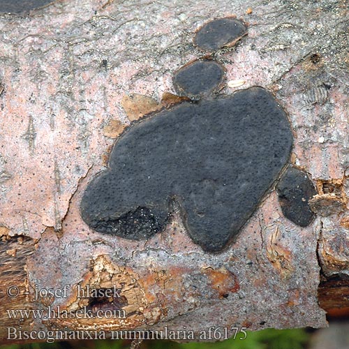 Káčovka penízková Ruwe Korstkogelzwam Rotbuchenkugelpilz