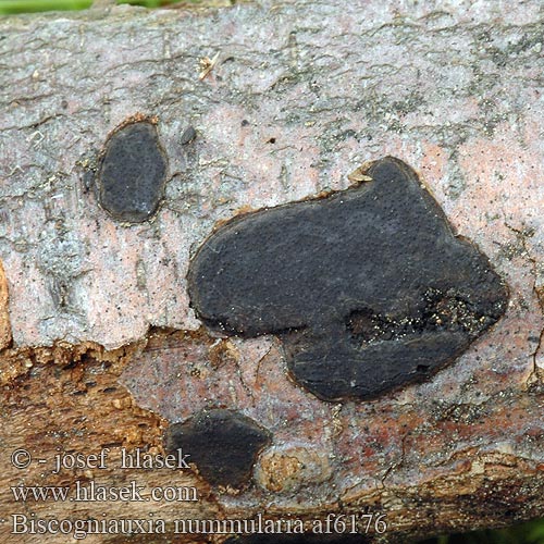 Rotbuchen-Pfennig-Kohlenkruste Rotbuchenrindenkugelpilz