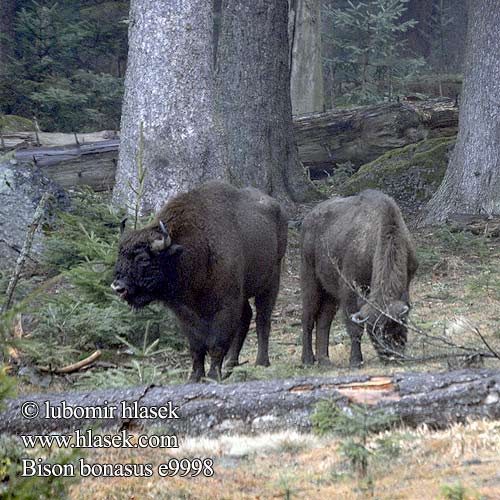 Bison bonasus European bison Europæisk Wisent Europäische Bison d'Europe Zubr evropský Europese bison Żubr Зубр Zubor európsky bisonte europeo ヨーロッパバイソン 欧洲野牛是 Bisonte europeo Európai bölény Visent Visenten eurooppalainen biisoni Visenttibiisoni Зубърът Europski bizon Stumbras Sumbrs Zimbru bizon European zubar Avrupa bizonu