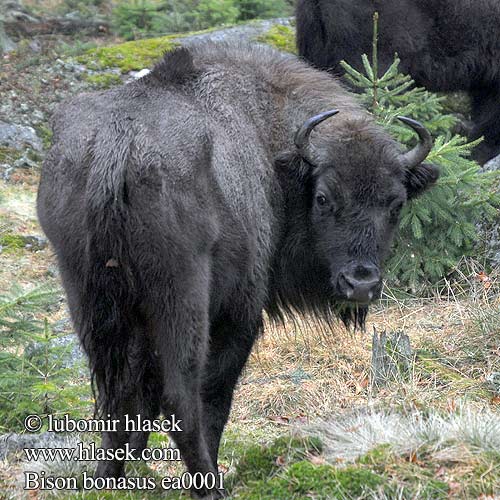 Bison bonasus ea0001