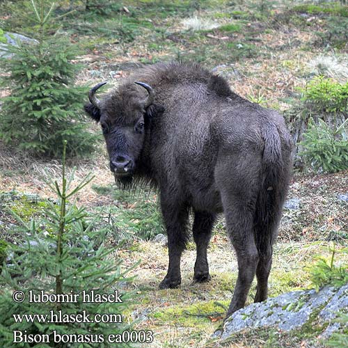 Bison bonasus ea0003