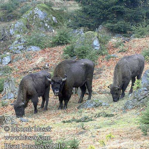 Zubor európsky bisonte europeo ヨーロッパバイソン 欧洲野牛是 Bisonte europeo Európai bölény Visent Visenten eurooppalainen biisoni Visenttibiisoni Зубърът Europski bizon Stumbras Sumbrs Zimbru bizon European zubar Avrupa bizonu Bison bonasus European bison Europæisk Wisent Europäische Bison d'Europe Zubr evropský Europese bison Żubr Зубр