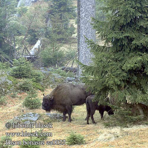 Bison bonasus ea0022