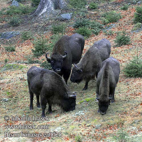 Bisonte europeo Európai bölény Visent Visenten eurooppalainen biisoni Visenttibiisoni Зубърът Europski bizon Stumbras Sumbrs Zimbru bizon European zubar Avrupa bizonu Bison bonasus European bison Europæisk Wisent Europäische Bison d'Europe Zubr evropský Europese bison Żubr Зубр Zubor európsky bisonte europeo ヨーロッパバイソン 欧洲野牛是