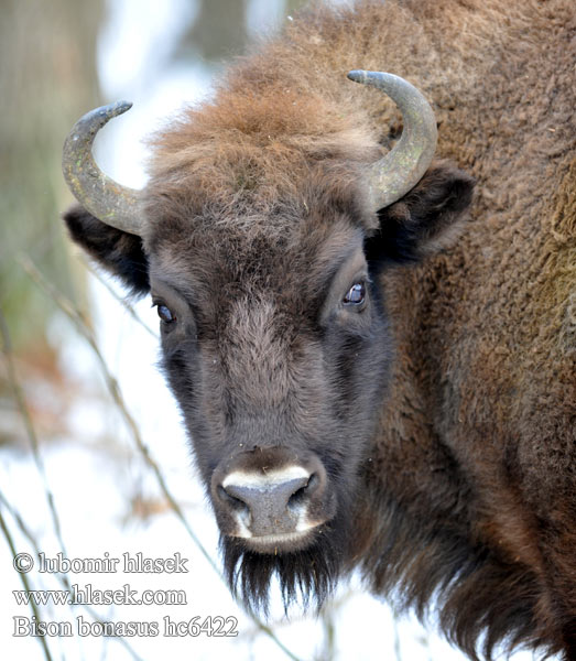 Зубърът Europski bizon Stumbras Sumbrs zimbru bizon european zubar Avrupa bizonu European bison Europæisk Wisent Europäische Bison d'Europe zubr evropský Europese bison Żubr Зубр Zubor európsky bisonte europeo Bison bonasus Visent Visenten eurooppalainen biisoni Visenttibiisoni