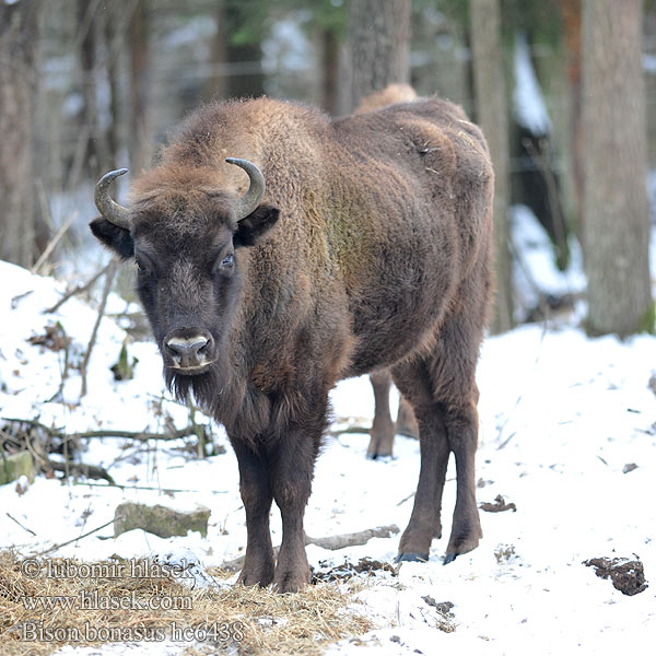 Avrupa bizonu European bison Europæisk Wisent Europäische Bison d'Europe zubr evropský Europese bison Żubr Зубр Zubor európsky bisonte europeo Bison bonasus Visent Visenten eurooppalainen biisoni Visenttibiisoni Зубърът Europski bizon Stumbras Sumbrs zimbru bizon european zubar