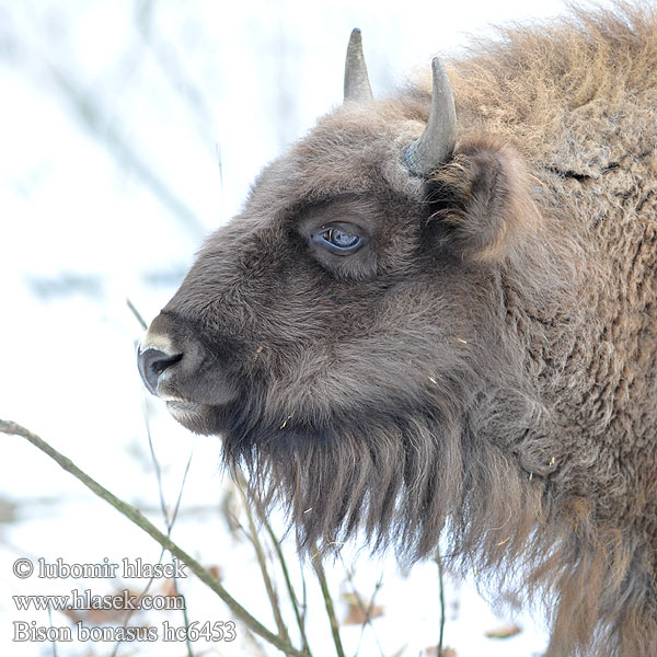 European bison Europæisk Wisent Europäische Bison d'Europe zubr evropský Europese bison Żubr Зубр Zubor európsky bisonte europeo Bison bonasus Visent Visenten eurooppalainen biisoni Visenttibiisoni Зубърът Europski bizon Stumbras Sumbrs zimbru bizon european zubar Avrupa bizonu