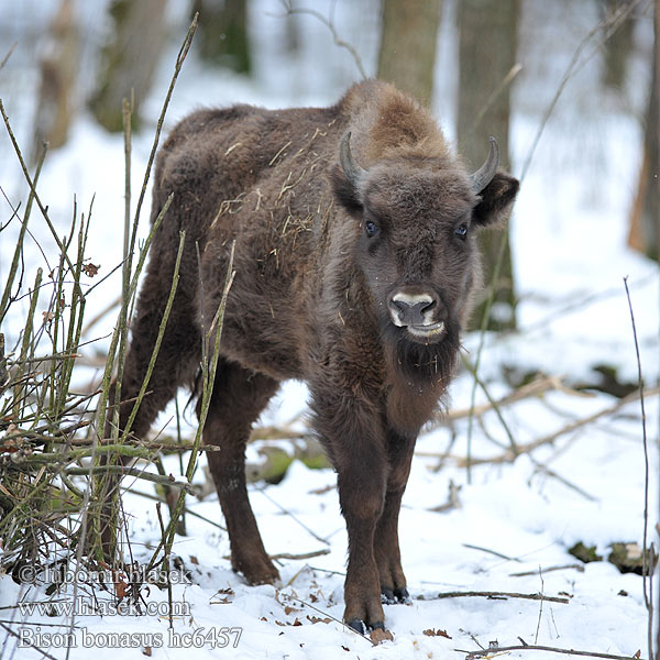 Wisent Europäische Bison d'Europe zubr evropský Europese bison Żubr Зубр Zubor európsky bisonte europeo Bison bonasus Visent Visenten eurooppalainen biisoni Visenttibiisoni Зубърът Europski bizon Stumbras Sumbrs zimbru bizon european zubar Avrupa bizonu European bison Europæisk