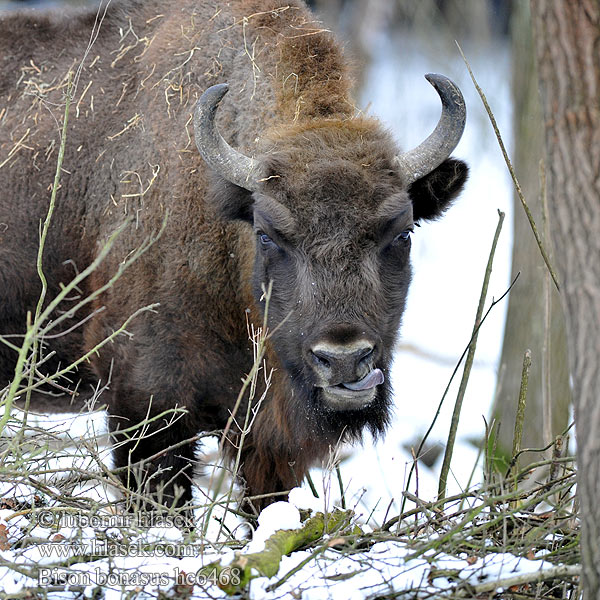 Zubr evropský Europese bison Żubr Зубр Zubor európsky bisonte europeo Bison bonasus Visent Visenten eurooppalainen biisoni Visenttibiisoni Зубърът Europski bizon Stumbras Sumbrs zimbru bizon european zubar Avrupa bizonu European bison Europæisk Wisent Europäische Bison d'Europe