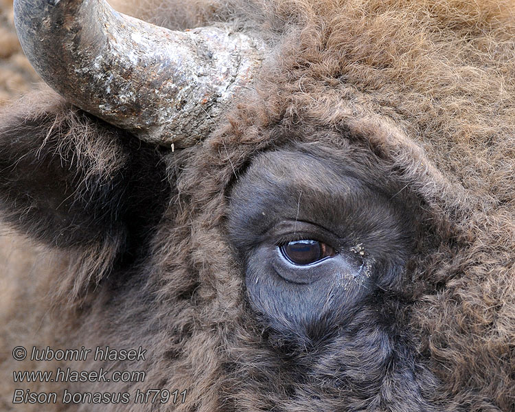 Bison bonasus Visent Visenten eurooppalainen biisoni Visenttibiisoni