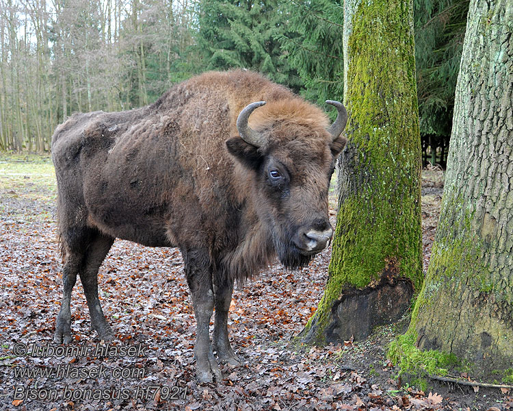 Bison bonasus Зубърът Europski bizon Stumbras Sumbrs